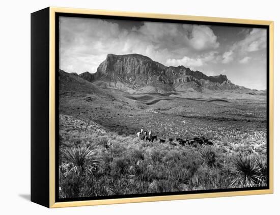 Distant of Cowboys Rounding Up Cattle with Mountains in the Background Big Bend National Park-Alfred Eisenstaedt-Framed Premier Image Canvas