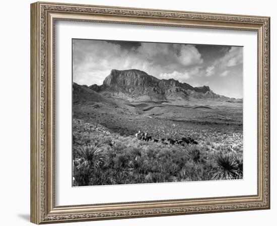 Distant of Cowboys Rounding Up Cattle with Mountains in the Background Big Bend National Park-Alfred Eisenstaedt-Framed Photographic Print