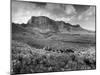 Distant of Cowboys Rounding Up Cattle with Mountains in the Background Big Bend National Park-Alfred Eisenstaedt-Mounted Photographic Print