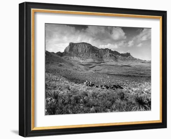 Distant of Cowboys Rounding Up Cattle with Mountains in the Background Big Bend National Park-Alfred Eisenstaedt-Framed Photographic Print