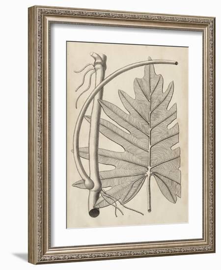 Distinctive Leaves I-Vision Studio-Framed Art Print