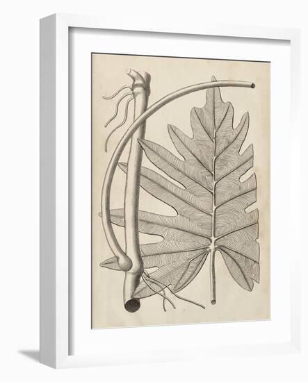 Distinctive Leaves I-Vision Studio-Framed Art Print