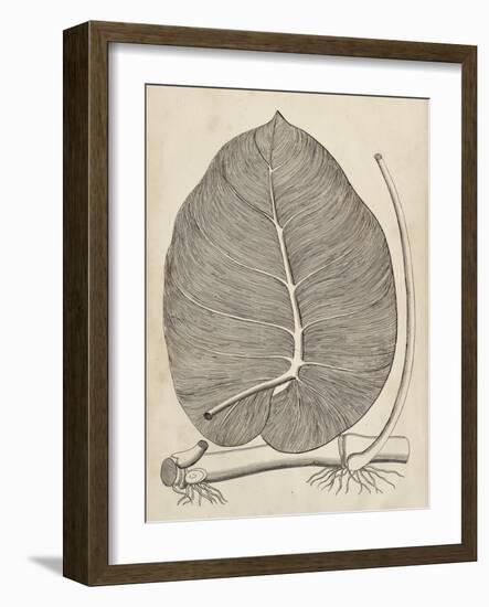 Distinctive Leaves II-Vision Studio-Framed Art Print