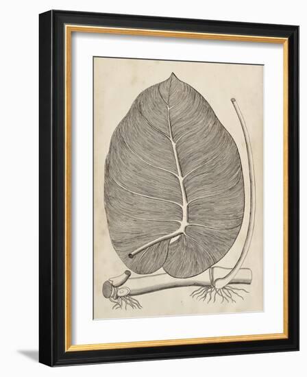 Distinctive Leaves II-Vision Studio-Framed Art Print