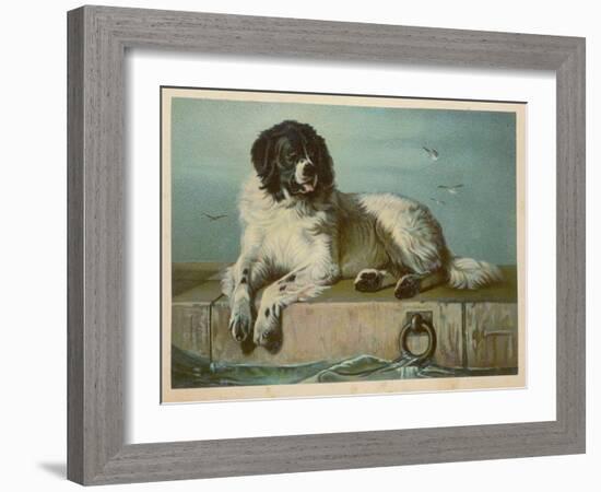 Distinguished Member of the Humane Society-null-Framed Art Print