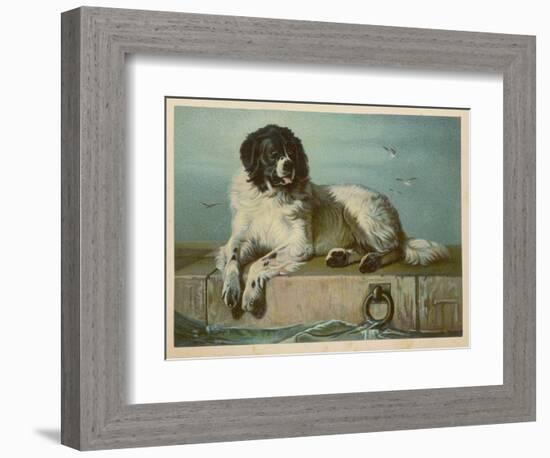 Distinguished Member of the Humane Society-null-Framed Art Print