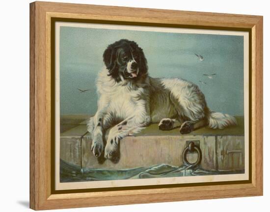 Distinguished Member of the Humane Society-null-Framed Stretched Canvas