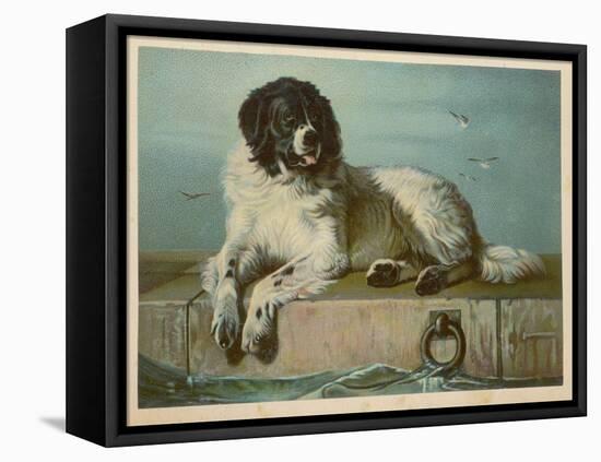 Distinguished Member of the Humane Society-null-Framed Stretched Canvas