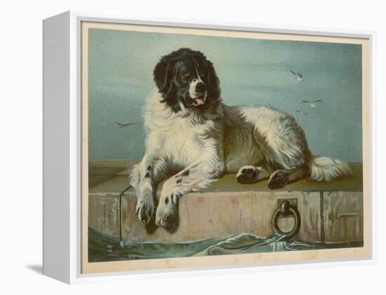 Distinguished Member of the Humane Society-null-Framed Stretched Canvas