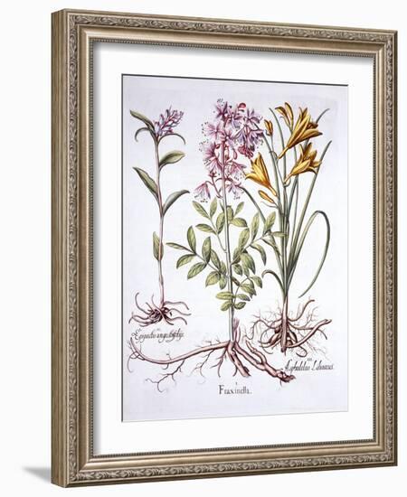Dittany, White Helleborine and Yellow Day Lily, from 'Hortus Eystettensis', by Basil Besler (1561-1-German School-Framed Giclee Print