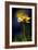 Diva 2-Ursula Abresch-Framed Photographic Print