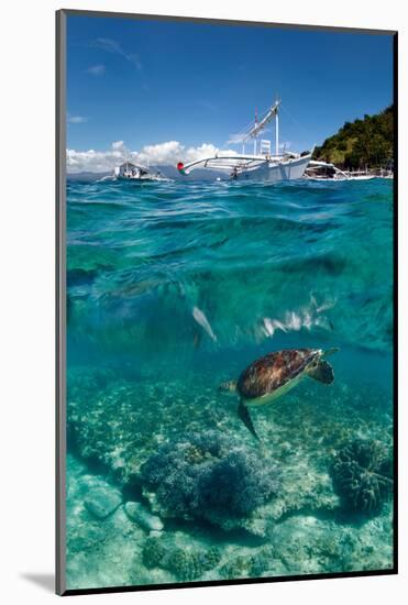 Dive to Philippines-Andrey Narchuk-Mounted Photographic Print
