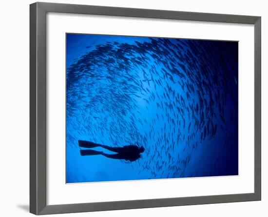 Diver And a Large School of Bigeye Trevally, Papua New Guinea-Stocktrek Images-Framed Photographic Print