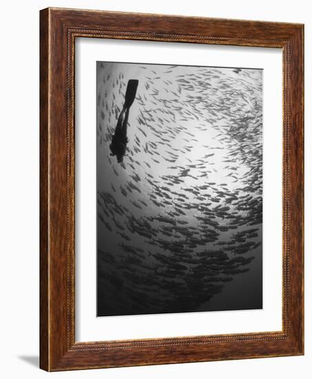 Diver And a Large School of Bigeye Trevally, Papua New Guinea-Stocktrek Images-Framed Photographic Print