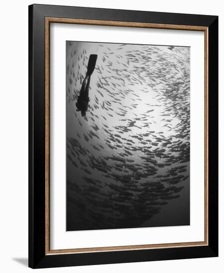 Diver And a Large School of Bigeye Trevally, Papua New Guinea-Stocktrek Images-Framed Photographic Print