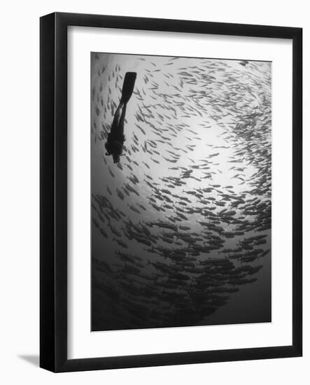 Diver And a Large School of Bigeye Trevally, Papua New Guinea-Stocktrek Images-Framed Photographic Print