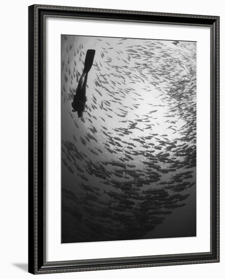 Diver And a Large School of Bigeye Trevally, Papua New Guinea-Stocktrek Images-Framed Photographic Print