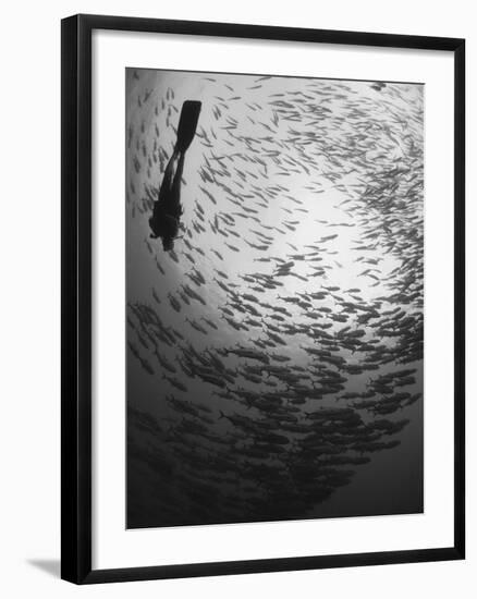 Diver And a Large School of Bigeye Trevally, Papua New Guinea-Stocktrek Images-Framed Photographic Print