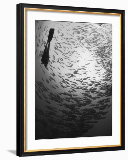 Diver And a Large School of Bigeye Trevally, Papua New Guinea-Stocktrek Images-Framed Photographic Print