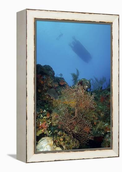 Diver and Boat Above Black Coral Bushes in French Cay, Turks and Caicos-Stocktrek Images-Framed Premier Image Canvas