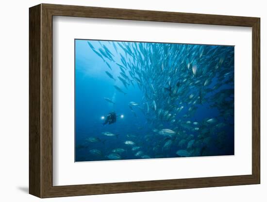 Diver and Dream Gross Suction Horse Mackerels, Caranx Sexfasciatus, Ambon, the Moluccas, Indonesia-Reinhard Dirscherl-Framed Photographic Print