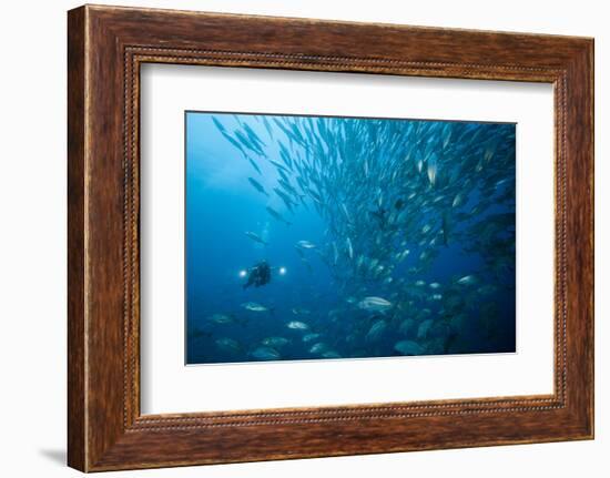 Diver and Dream Gross Suction Horse Mackerels, Caranx Sexfasciatus, Ambon, the Moluccas, Indonesia-Reinhard Dirscherl-Framed Photographic Print