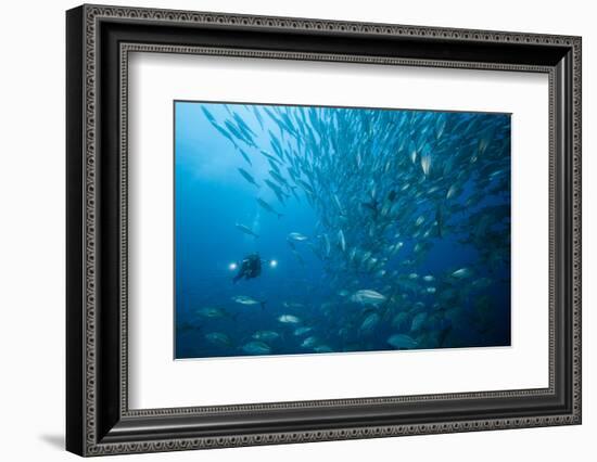 Diver and Dream Gross Suction Horse Mackerels, Caranx Sexfasciatus, Ambon, the Moluccas, Indonesia-Reinhard Dirscherl-Framed Photographic Print