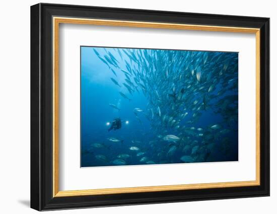 Diver and Dream Gross Suction Horse Mackerels, Caranx Sexfasciatus, Ambon, the Moluccas, Indonesia-Reinhard Dirscherl-Framed Photographic Print