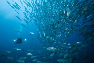 Diver And Dream Gross Suction Horse Mackerels Caranx Sexfasciatus Ambon The Moluccas Indonesia Photographic Print By Reinhard Dirscherl Art Com
