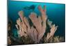 Diver and Elephant Ear Sponge, Raja Ampat, West Papua, Indonesia-null-Mounted Photographic Print