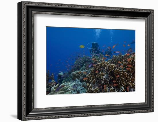 Diver and Schooling Anthias Fish and Healthy Corals of Beqa Lagoon, Fiji-Stocktrek Images-Framed Photographic Print