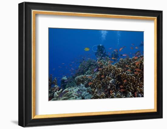 Diver and Schooling Anthias Fish and Healthy Corals of Beqa Lagoon, Fiji-Stocktrek Images-Framed Photographic Print