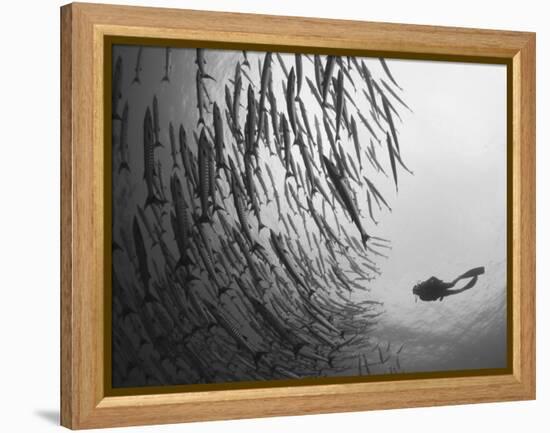 Diver And Schooling Blackfin Barracuda, Papua New Guinea-Stocktrek Images-Framed Premier Image Canvas