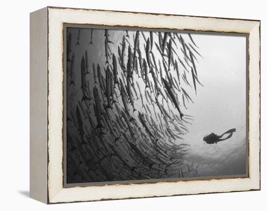 Diver And Schooling Blackfin Barracuda, Papua New Guinea-Stocktrek Images-Framed Premier Image Canvas