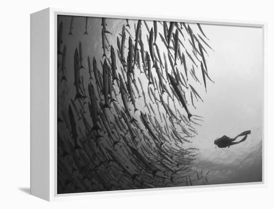 Diver And Schooling Blackfin Barracuda, Papua New Guinea-Stocktrek Images-Framed Premier Image Canvas