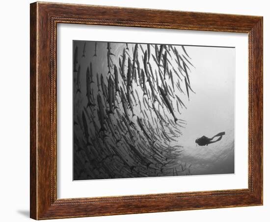 Diver And Schooling Blackfin Barracuda, Papua New Guinea-Stocktrek Images-Framed Photographic Print
