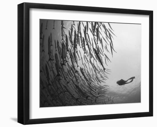 Diver And Schooling Blackfin Barracuda, Papua New Guinea-Stocktrek Images-Framed Photographic Print