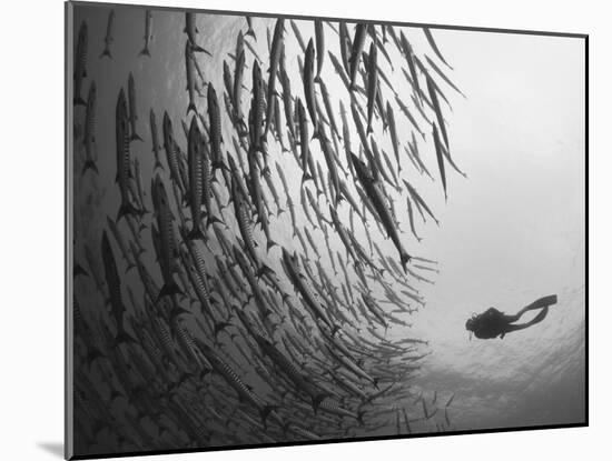 Diver And Schooling Blackfin Barracuda, Papua New Guinea-Stocktrek Images-Mounted Photographic Print