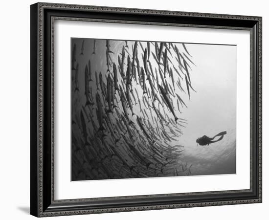 Diver And Schooling Blackfin Barracuda, Papua New Guinea-Stocktrek Images-Framed Photographic Print