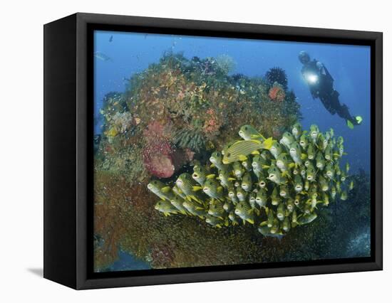 Diver and Schooling Sweetlip Fish Next To Reef, Raja Ampat, Papua, Indonesia-Jones-Shimlock-Framed Premier Image Canvas