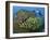 Diver and Schooling Sweetlip Fish Next To Reef, Raja Ampat, Papua, Indonesia-Jones-Shimlock-Framed Photographic Print