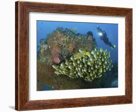 Diver and Schooling Sweetlip Fish Next To Reef, Raja Ampat, Papua, Indonesia-Jones-Shimlock-Framed Photographic Print