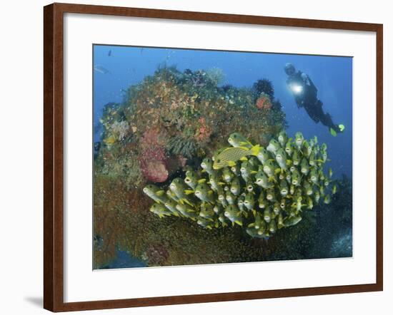 Diver and Schooling Sweetlip Fish Next To Reef, Raja Ampat, Papua, Indonesia-Jones-Shimlock-Framed Photographic Print