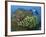 Diver and Schooling Sweetlip Fish Next To Reef, Raja Ampat, Papua, Indonesia-Jones-Shimlock-Framed Photographic Print