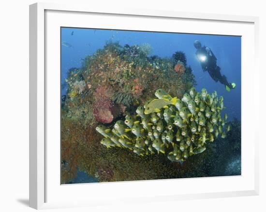 Diver and Schooling Sweetlip Fish Next To Reef, Raja Ampat, Papua, Indonesia-Jones-Shimlock-Framed Photographic Print