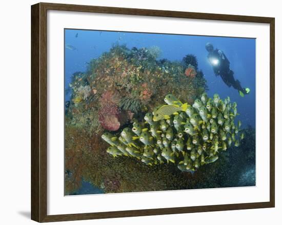 Diver and Schooling Sweetlip Fish Next To Reef, Raja Ampat, Papua, Indonesia-Jones-Shimlock-Framed Photographic Print