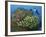 Diver and Schooling Sweetlip Fish Next To Reef, Raja Ampat, Papua, Indonesia-Jones-Shimlock-Framed Photographic Print