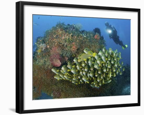 Diver and Schooling Sweetlip Fish Next To Reef, Raja Ampat, Papua, Indonesia-Jones-Shimlock-Framed Photographic Print