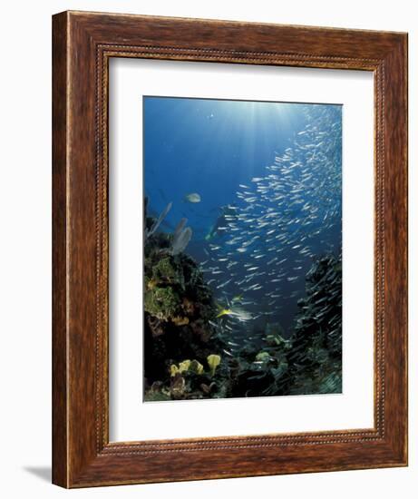 Diver and Silversides, Key Largo Reef, South Florida, Florida-Michele Westmorland-Framed Photographic Print