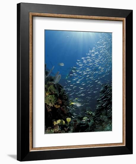 Diver and Silversides, Key Largo Reef, South Florida, Florida-Michele Westmorland-Framed Photographic Print